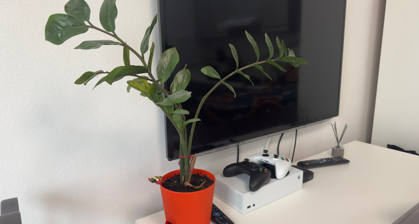 1 гр в воду - и замиокулькас растет стремительно, новые побеги появляются непрерывно - мощная подкормка