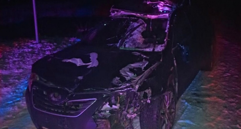 Авария с лосем на трассе под Кировом могла стать массовой – всех спасли медики