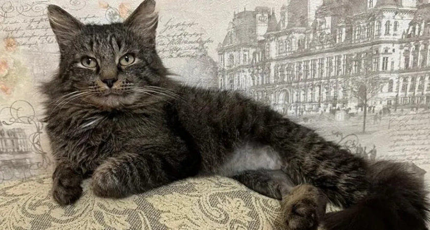 Кировские ветеринары спасли кота Косаря после нападения собаки