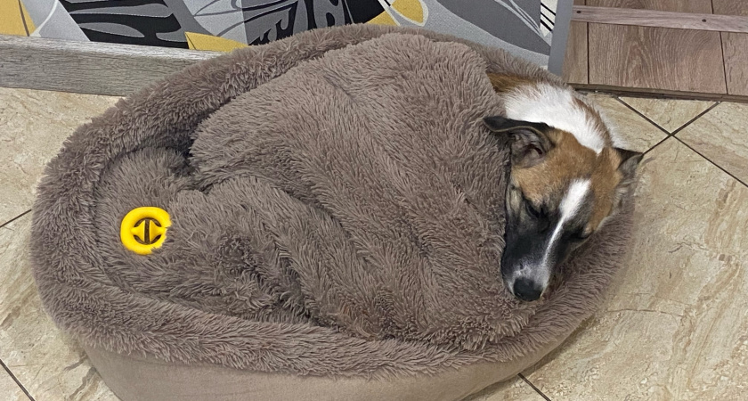 Почему собаки "копают" свою лежанку - должен знать каждый владелец 