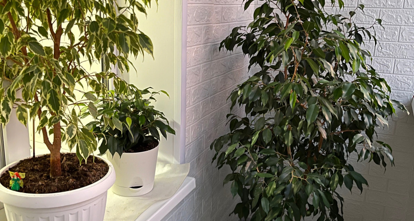 Названо идеальное место: вот куда поставить фикус - и зеленью порадует, и удачу притянет