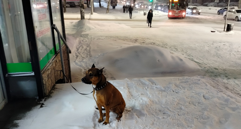 Собаку, укусившую ребенка в Оричевском районе, не вакцинировали от бешенства