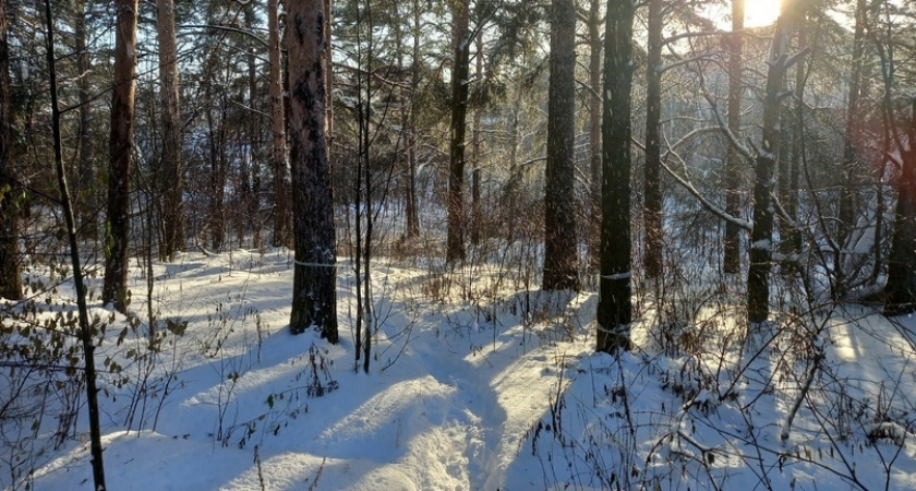 В Юрье мужчина нарубил дров на 20 млн рублей и получил три года строгого режима