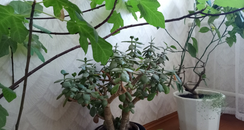 Неубиваемые красавцы: топ‑10 комнатных растений для тех, кто вечно забывает полить