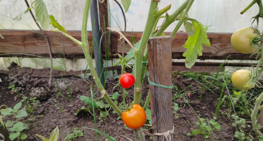 Мой "помидорный итог" 2025 года: 7 сортов очень понравились, но в новом сезоне ни за что не посажу - честный отзыв