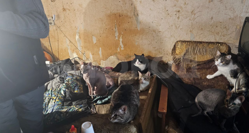 "Полчища тараканов, рои мух, невыносимая вонь и 40 кошек!": кировчанин превратил в ад жизнь своих соседей в девятиэтажке на Сурикова 