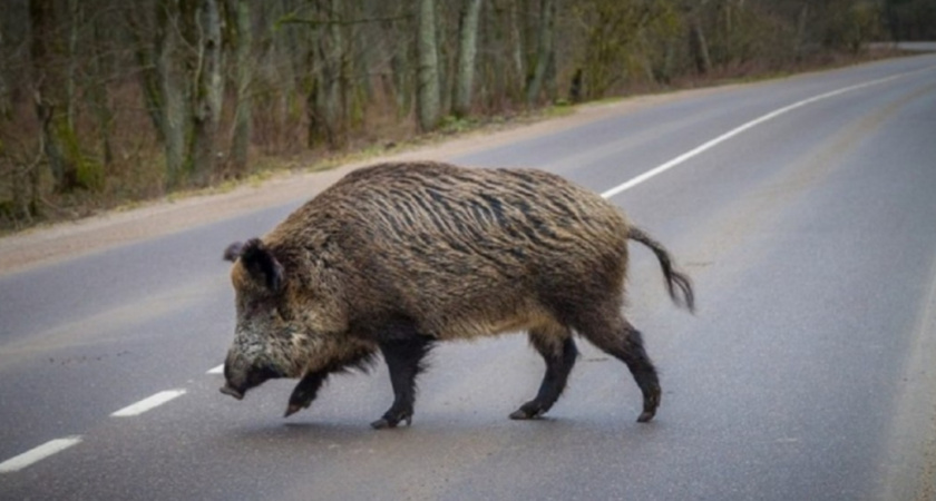 17 ДТП с дикими животными зафиксировано в Кировской области в октябре