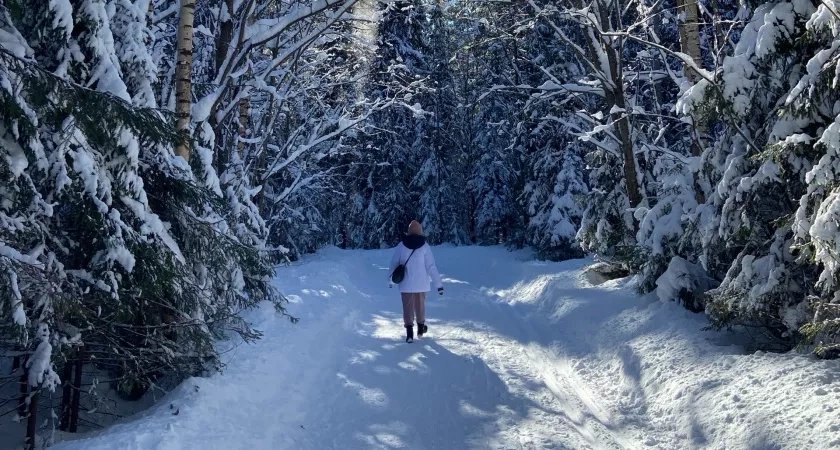 Более 64 тысяч новогодних елей из Кировской области отправлены по России