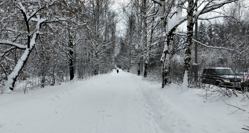 В Кировской области упавшая верхушка дерева убила лесоруба