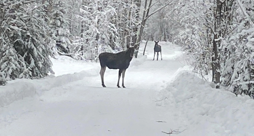 В Кировской области для диких животных заготовили 38 тонн зерна и 500 солонцов