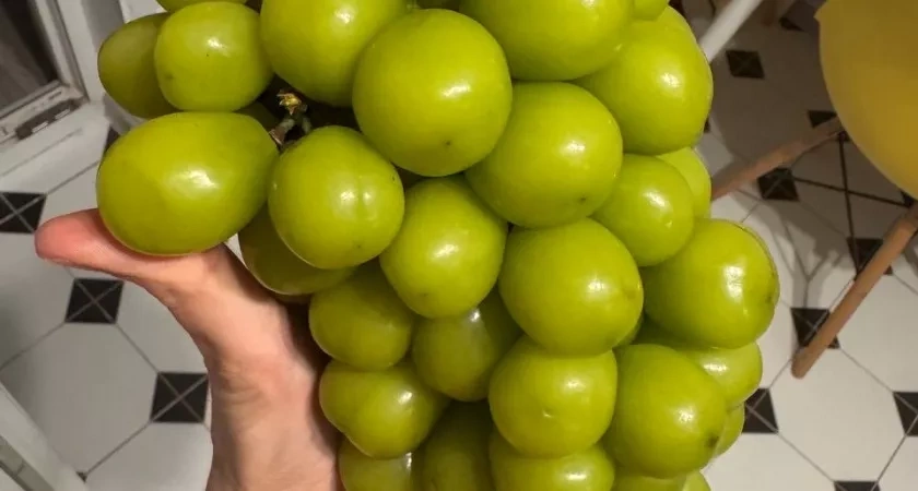 В магазинах появился огромный "пластиковый" виноград из Китая: что это такое и можно ли его есть? Мнение биолога