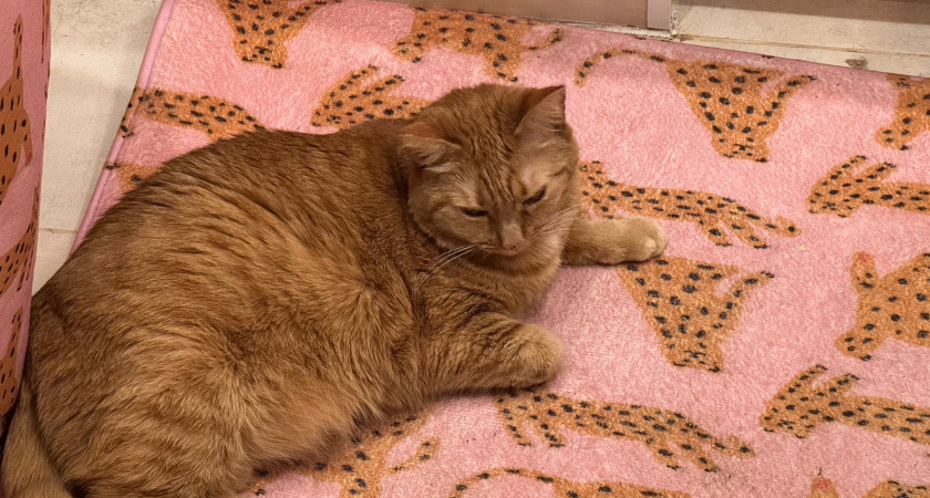 Если кошка вас лижет, не спешите радоваться - специалисты пояснили, зачем питомцы на самом деле так делают