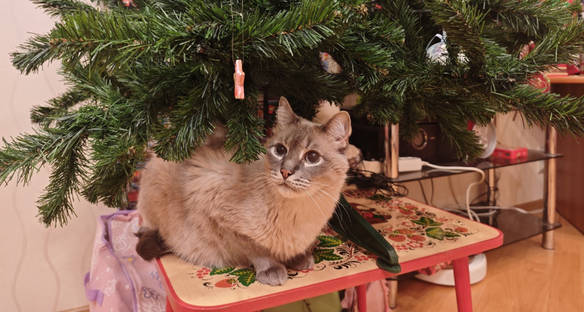 Почему кошка оставляет кусочки корма в миске, съедая только желе - объяснение ветеринара