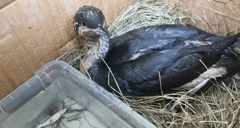 В Кирове спасают краснокнижную гагару из Коми