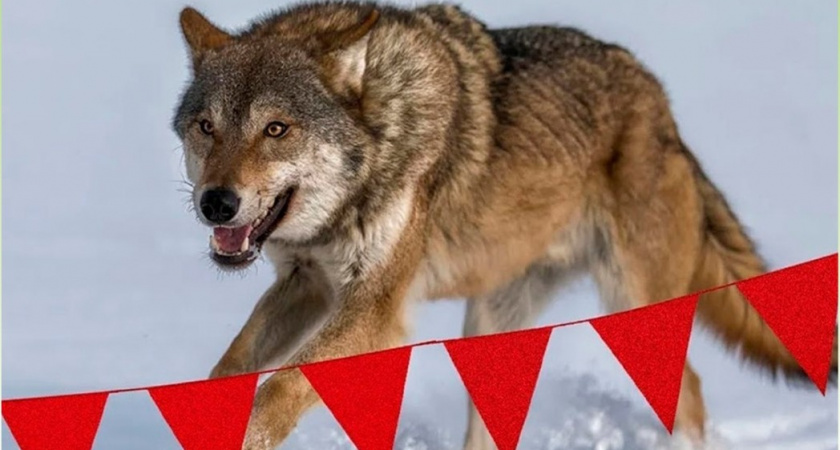 В 2025 году в Кировской области добыто более 170 волков