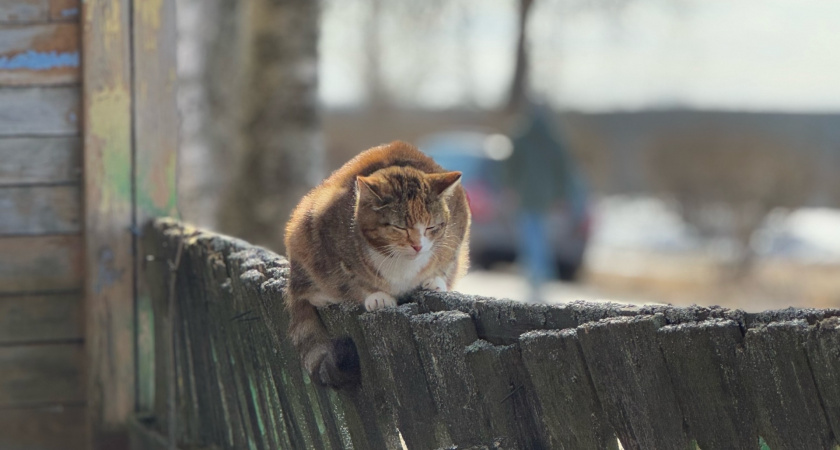 Последние дни кошки: как распознать 9 прощальных знаков - четкие сигналы тем хозяевам, кто умеет их читать