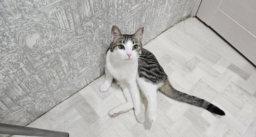 Язык тела: почему кошка заваливается набок, когда вы приходите