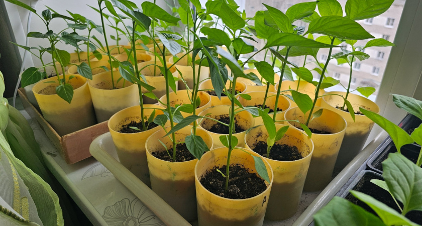 5 ложек в воду — и рассада окрепнет на глазах: превратится из хилой в мощную за 3 дня — стебли станут с палец