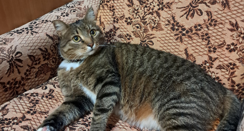 "Товарищ директор" из магазина стройматериалов вновь оказался на улице: в чем причина и где сейчас обитает известный кировчанам кот Василий