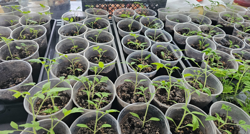 Теперь сажаю огурцы только по-японски: рассада толще пальца - урожаю не могу нарадоваться