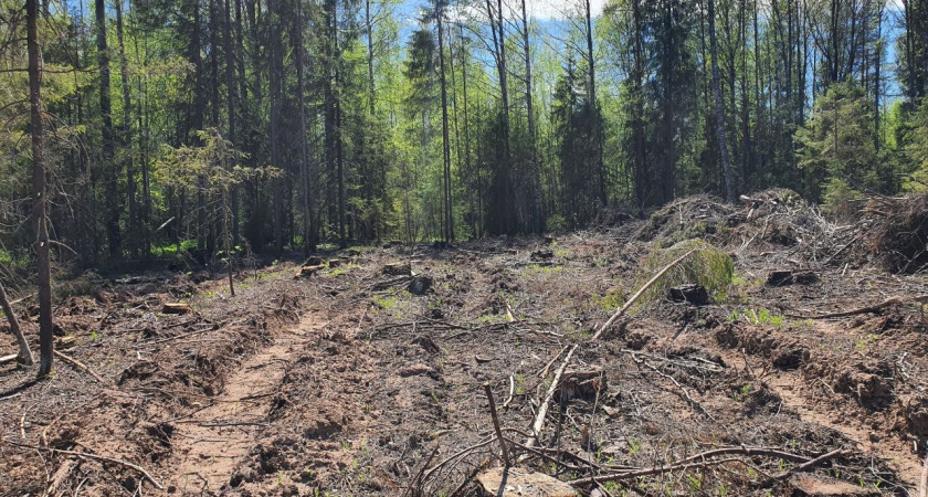 Прокуратура обнаружила в Белохолуницком районе крупные незаконные рубки леса