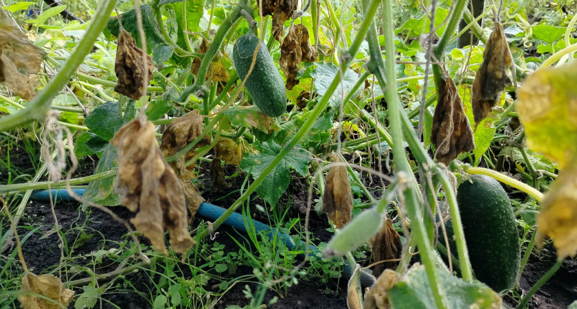 Огурцы дают невероятный урожай: Что добавить в посадочную лунку. Важное удобрение во время цветения