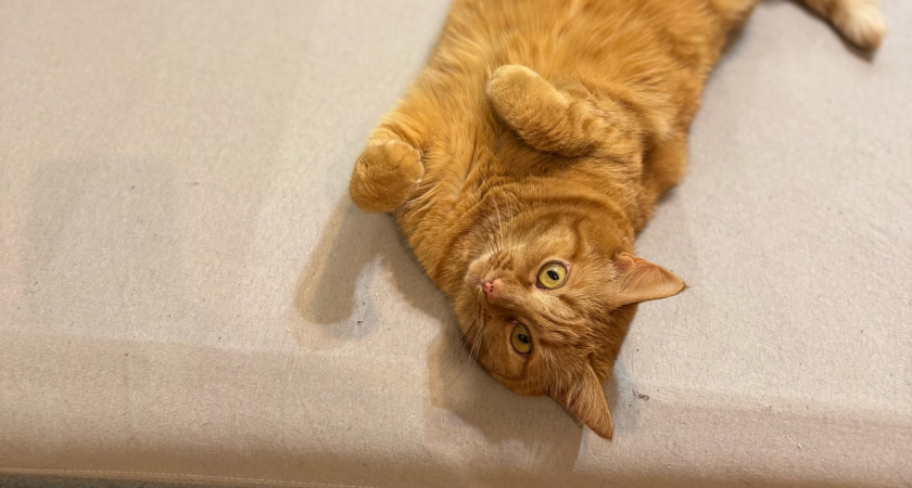 Не только ради еды: почему кошки будят хозяев по утрам - должен знать каждый владелец