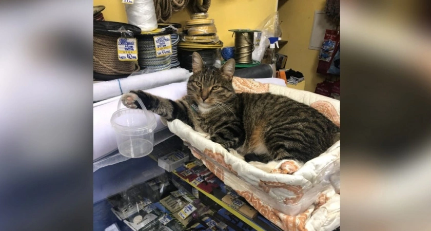 "Товарищ директор" из магазина стройматериалов вновь оказался на улице: в чем причина и где сейчас обитает известный кировчанам кот Василий