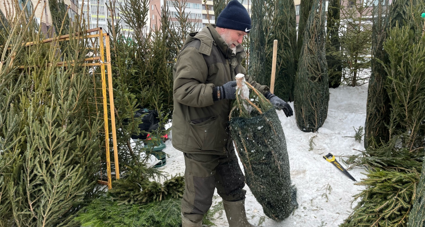 В Кирове начал работать пункт приема и утилизации живых новогодних елей