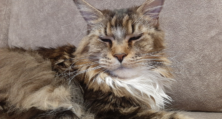 Сколько лет максимально могут прожить кошки при хорошем домашнем уходе: долгожители легко переходят рубеж в 30 лет