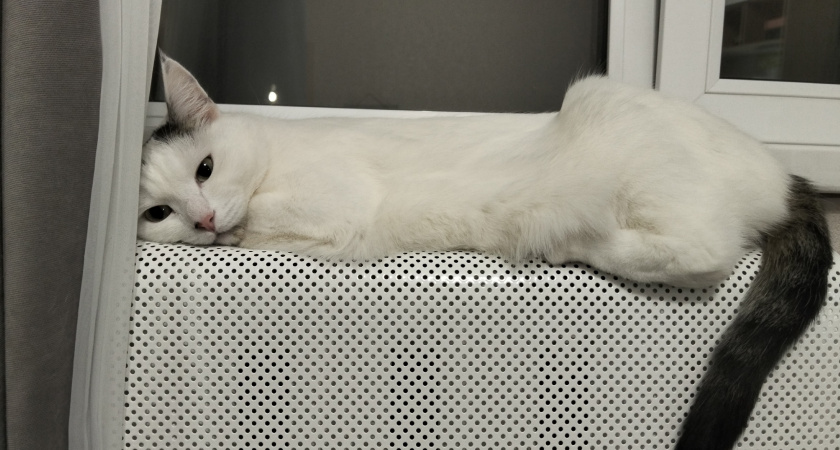 Благодарны ли уличные коты за то, что их забрали домой. Запомните раз и на всю жизнь