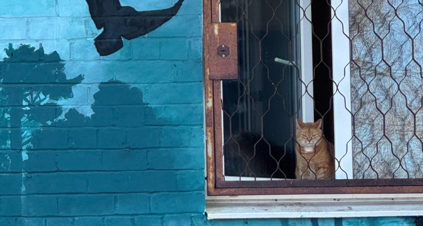 Почему кошки постоянно смотрят в окно - запомните раз и на всю жизнь