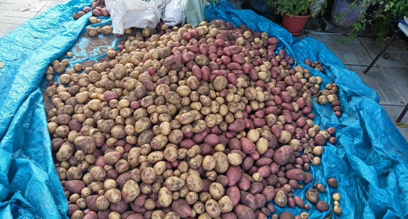 Планировал на семью, а хватило и на продажу: чудо-сорт картофеля - растет, как на дрожжах