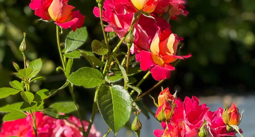 Соседи будут вымаливать семена: этот цветок станет королем сада - радует цветением все лето