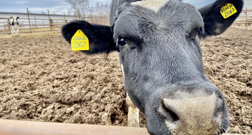 Почти по 2 литра молока на каждого жителя производится в Кировской области