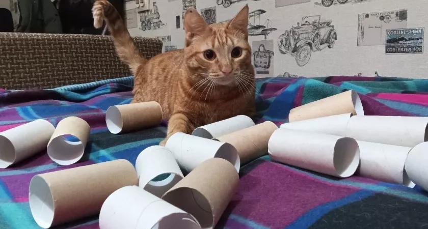 Втулки от туалетной бумаги берегу как зеницу ока: вот как их применяю — полезная вещь в хозяйстве