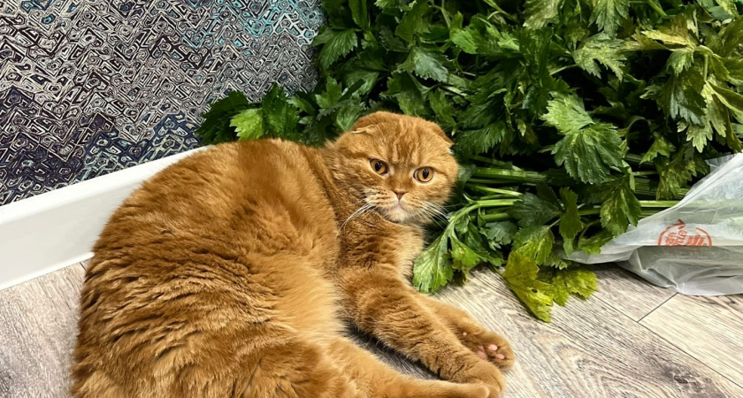 Если кошка вас лижет, не спешите радоваться - ученые пояснили, зачем питомцы на самом деле так делают