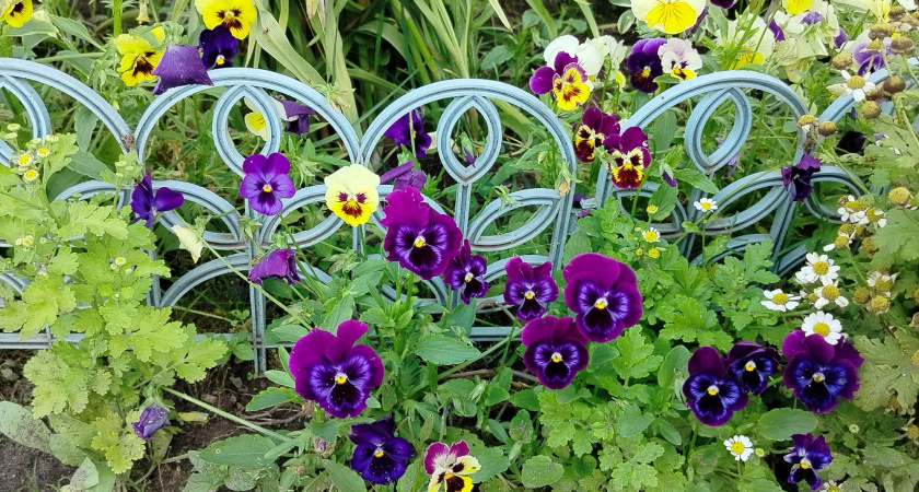 11 очаровательных цветов, которые ленивые дачники сеют без рассады: украсят любой сад