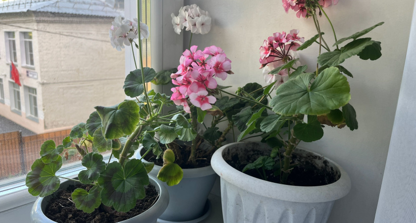 1 таблетка под куст в январе: герань не желтеет и цветет без передышки - копеечный лайфхак