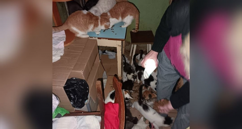 "Брала микрозаймы на еду котятам, а сама ела с помойки": пенсионерка приютила в квартире на Некрасова более 30 кошек