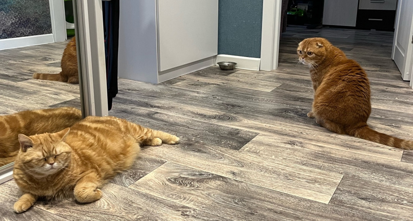 Кировчанки проигнорировали угрозу бешенства после нападения домашних кошек