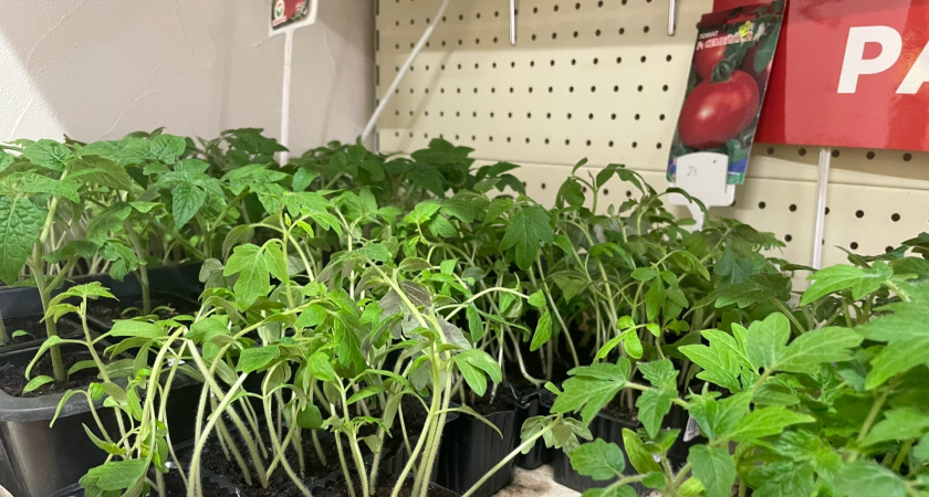 Вырастут даже в глине и не боятся фитофтороза: агроном назвал сорт неприхотливых томатов - дачники скупают семена уже сейчас