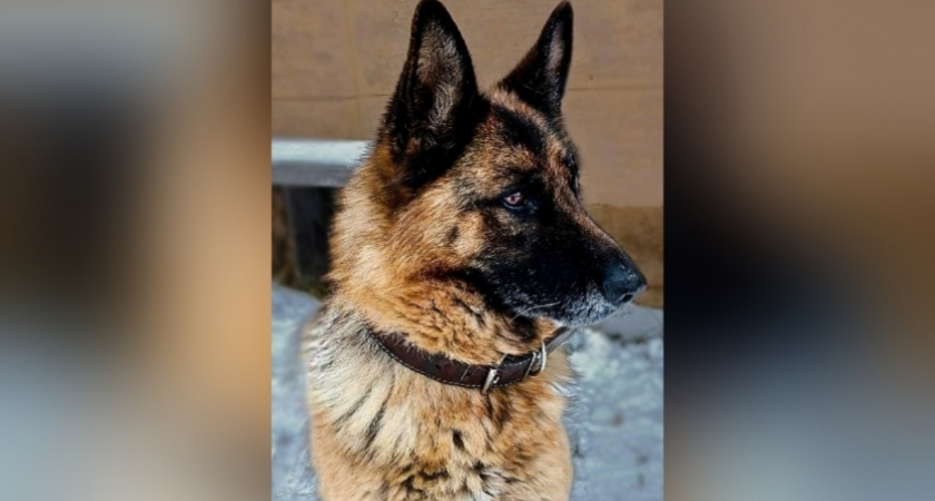 Служебная собака Сима выходит на "пенсию" и ищет среди кировчан новую семью