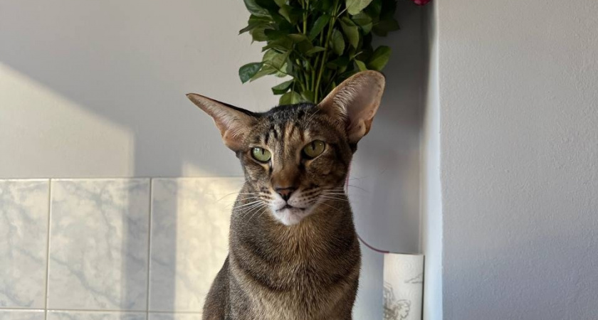 У этих кошек самый невыносимый характер: 5 пород, которые не дадут хозяину спокойной жизни