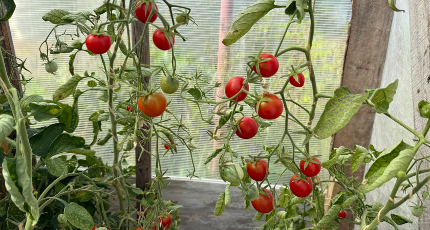 Томаты будете собирать тачками: сорт устойчив к болезням, дает 7 кг урожая с куста, а плоды на вкус - сахар