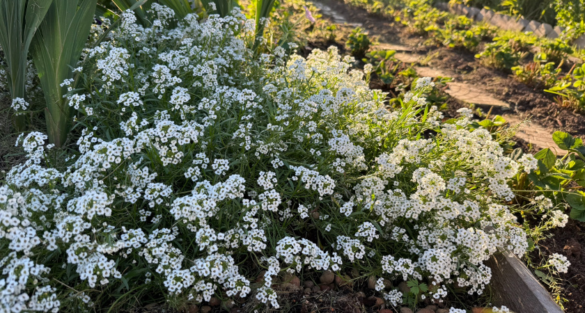 Сажаем этот многолетник - получаем дивные островки красоты и благоухания: аромат на 2 км в округе