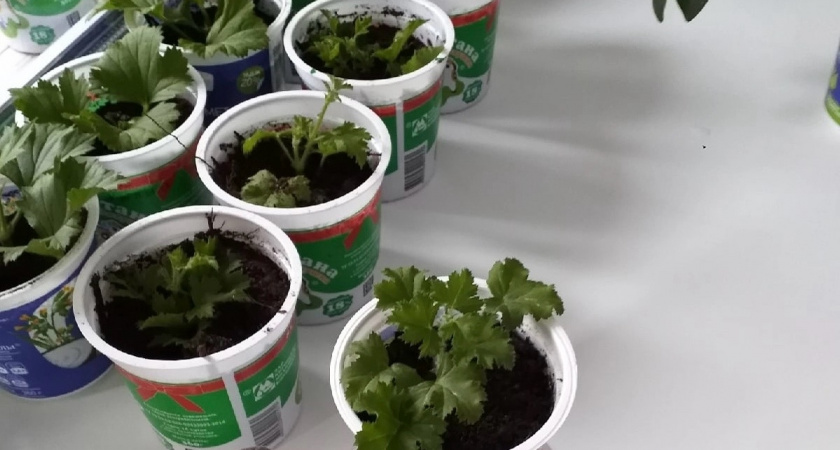 Сажают один раз — плодоносят до холодов: огурцы с мощным иммунитетом и рекордной отдачей