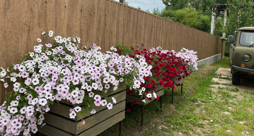 Изумительно яркий многолетник заполонит сад красными шапками соцветий: не кормлю, не поливаю - растет сам