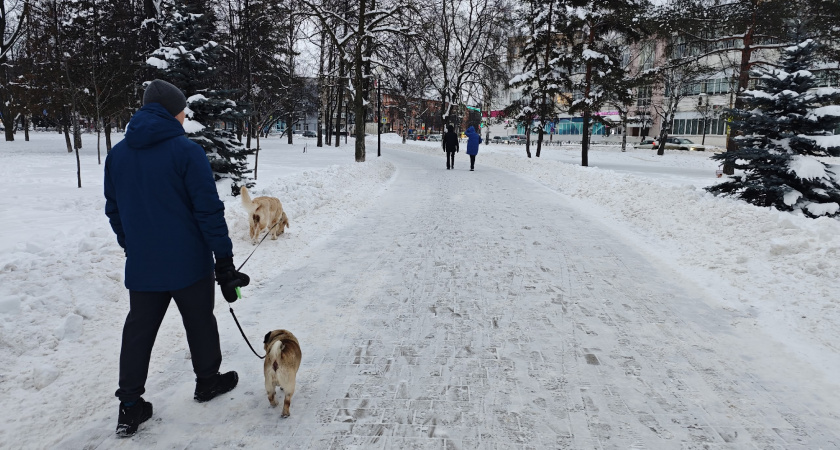 В Кирове за день пять собак искусали своих хозяев