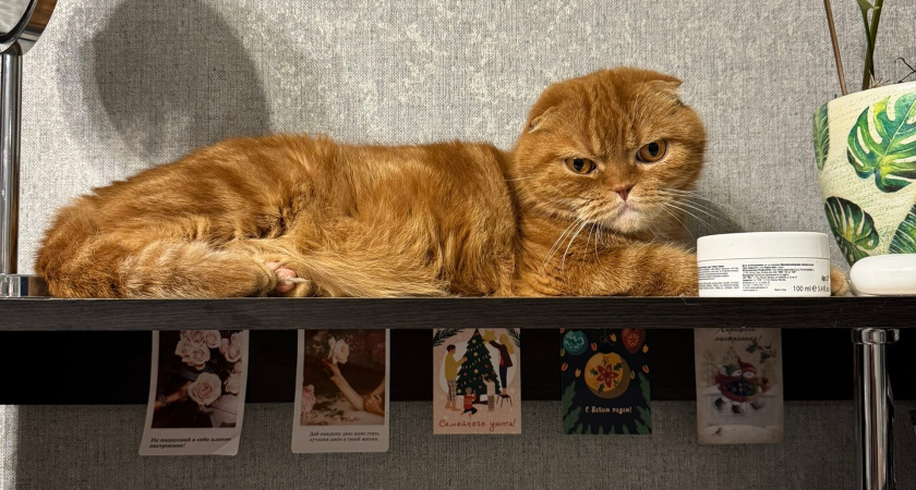 Благодарны ли уличные коты за то, что их забрали домой. Запомните раз и на всю жизнь